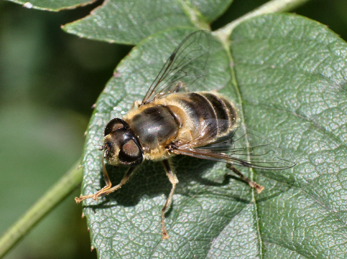 Eristalis sp. femmina ?